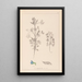 Herbier de la flore française Pl0207 - Louis Antoine Cusin — framed artwork on a wall