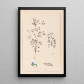 Herbier de la flore française Pl0207 - Louis Antoine Cusin — framed artwork on a wall