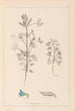 Herbier de la flore française Pl0207 - Louis Antoine Cusin — artwork view
