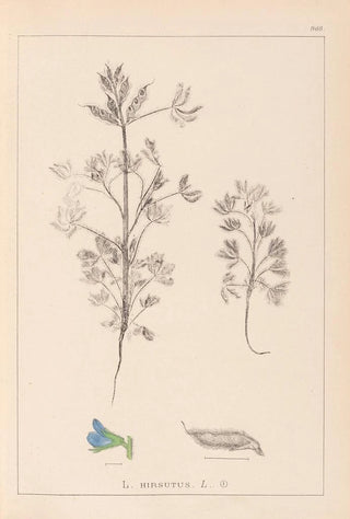 Herbier de la flore française Pl0207 - Louis Antoine Cusin — artwork view
