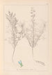 Herbier de la flore française Pl0208 - Louis Antoine Cusin — artwork view