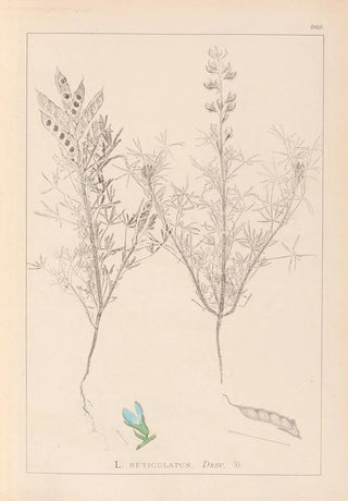 Herbier de la flore française Pl0208 - Louis Antoine Cusin — artwork view