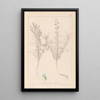 Herbier de la flore française Pl0208 - Louis Antoine Cusin — framed artwork on a wall