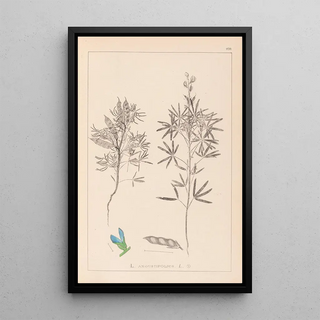 Herbier de la flore française Pl0209 - Louis Antoine Cusin — framed artwork on a wall