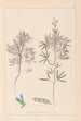 Herbier de la flore française Pl0209 - Louis Antoine Cusin — artwork view