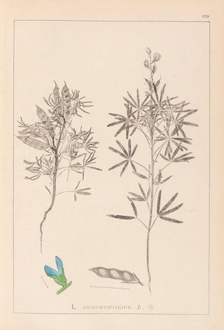 Herbier de la flore française Pl0209 - Louis Antoine Cusin — artwork view