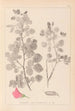 Herbier de la flore française Pl0210 - Louis Antoine Cusin — artwork view