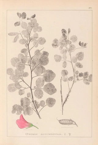 Herbier de la flore française Pl0210 - Louis Antoine Cusin — artwork view