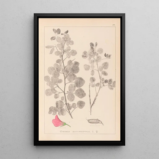 Herbier de la flore française Pl0210 - Louis Antoine Cusin — framed artwork on a wall