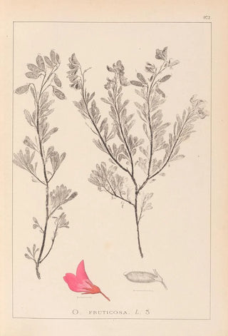 Herbier de la flore française Pl0211 - Louis Antoine Cusin — artwork view