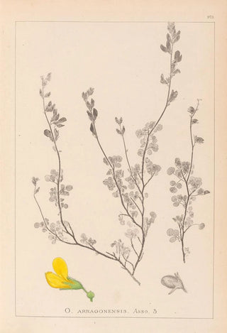 Herbier de la flore française Pl0212 - Louis Antoine Cusin — artwork view