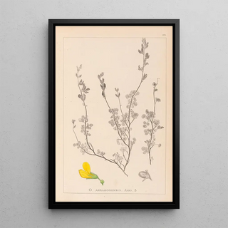 Herbier de la flore française Pl0212 - Louis Antoine Cusin — framed artwork on a wall