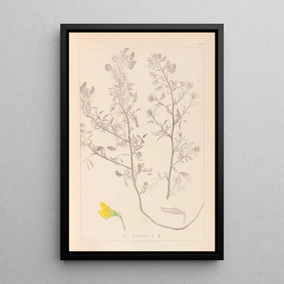 Herbier de la flore française Pl0213 - Louis Antoine Cusin — framed artwork on a wall