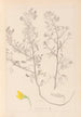 Herbier de la flore française Pl0213 - Louis Antoine Cusin — artwork view