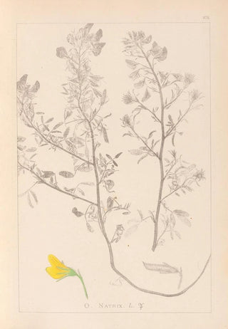 Herbier de la flore française Pl0213 - Louis Antoine Cusin — artwork view