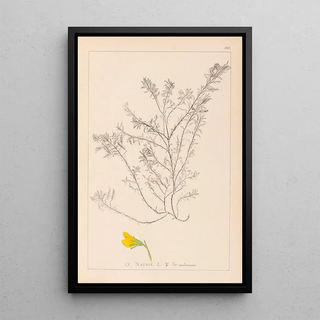 Herbier de la flore française Pl0214 - Louis Antoine Cusin — framed artwork on a wall