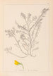 Herbier de la flore française Pl0214 - Louis Antoine Cusin — artwork view
