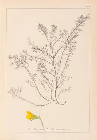 Herbier de la flore française Pl0214 - Louis Antoine Cusin — artwork view