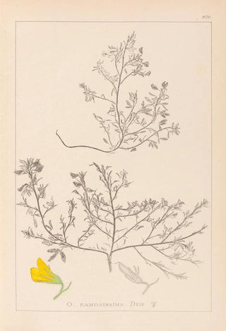 Herbier de la flore française Pl0215 - Louis Antoine Cusin — artwork view