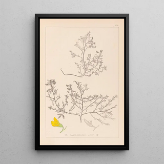 Herbier de la flore française Pl0215 - Louis Antoine Cusin — framed artwork on a wall