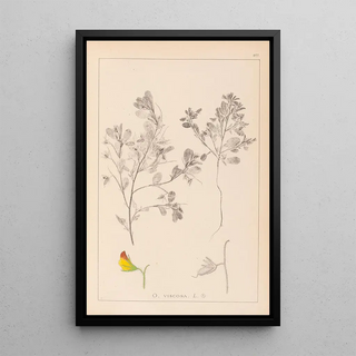 Herbier de la flore française Pl0216 - Louis Antoine Cusin — framed artwork on a wall