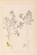 Herbier de la flore française Pl0216 - Louis Antoine Cusin — artwork view