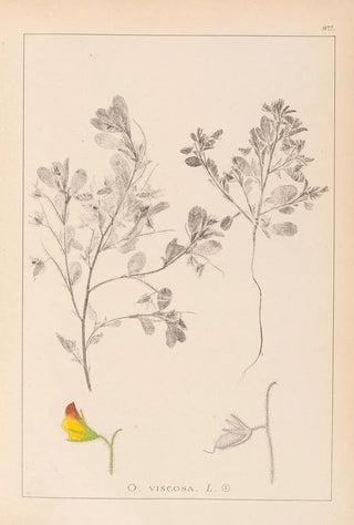 Herbier de la flore française Pl0216 - Louis Antoine Cusin — artwork view