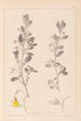Herbier de la flore française Pl0217 - Louis Antoine Cusin — artwork view