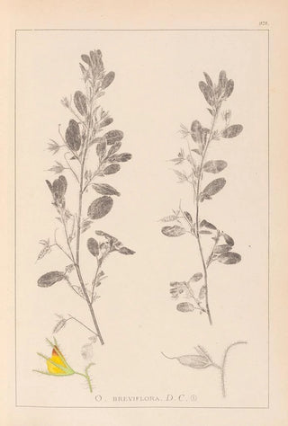 Herbier de la flore française Pl0217 - Louis Antoine Cusin — artwork view