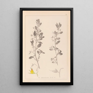 Herbier de la flore française Pl0217 - Louis Antoine Cusin — framed artwork on a wall