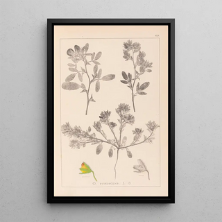 Herbier de la flore française Pl0218 - Louis Antoine Cusin — framed artwork on a wall