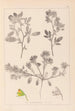 Herbier de la flore française Pl0218 - Louis Antoine Cusin — artwork view