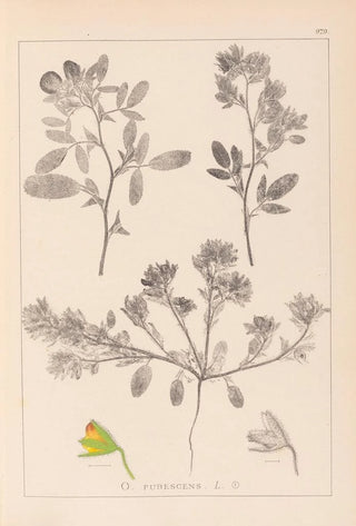 Herbier de la flore française Pl0218 - Louis Antoine Cusin — artwork view