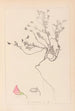 Herbier de la flore française Pl0219 - Louis Antoine Cusin — artwork view