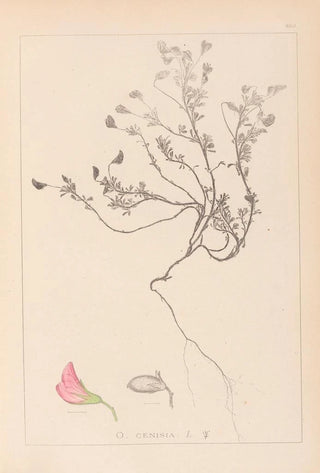 Herbier de la flore française Pl0219 - Louis Antoine Cusin — artwork view