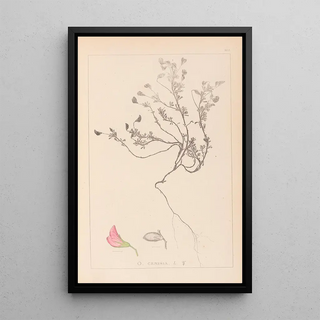 Herbier de la flore française Pl0219 - Louis Antoine Cusin — framed artwork on a wall