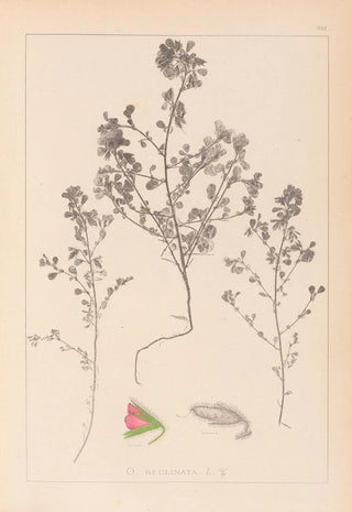 Herbier de la flore française Pl0220 - Louis Antoine Cusin — artwork view