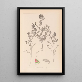 Herbier de la flore française Pl0220 - Louis Antoine Cusin — framed artwork on a wall