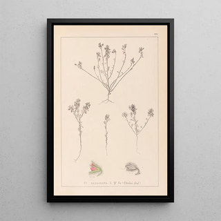 Herbier de la flore française Pl0221 - Louis Antoine Cusin — framed artwork on a wall