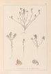 Herbier de la flore française Pl0221 - Louis Antoine Cusin — artwork view