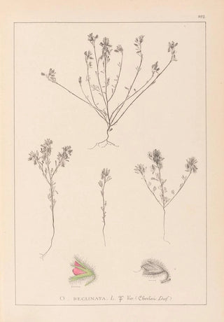 Herbier de la flore française Pl0221 - Louis Antoine Cusin — artwork view
