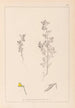 Herbier de la flore française Pl0222 - Louis Antoine Cusin — artwork view