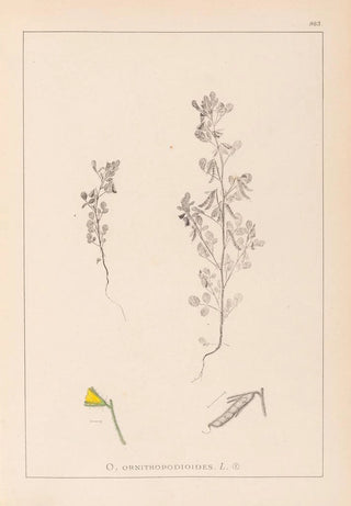 Herbier de la flore française Pl0222 - Louis Antoine Cusin — artwork view