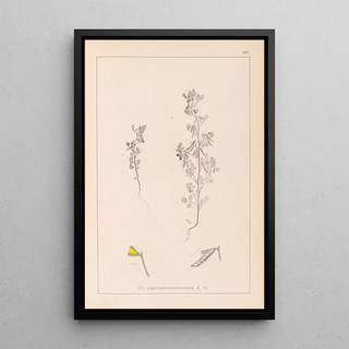 Herbier de la flore française Pl0222 - Louis Antoine Cusin — framed artwork on a wall