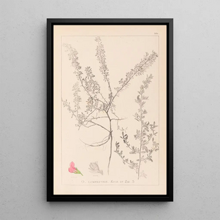 Herbier de la flore française Pl0223 - Louis Antoine Cusin — framed artwork on a wall