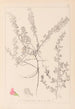 Herbier de la flore française Pl0223 - Louis Antoine Cusin — artwork view