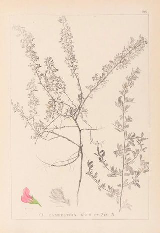Herbier de la flore française Pl0223 - Louis Antoine Cusin — artwork view