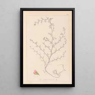 Herbier de la flore française Pl0224 - Louis Antoine Cusin — framed artwork on a wall