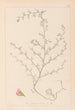 Herbier de la flore française Pl0224 - Louis Antoine Cusin — artwork view