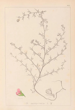 Herbier de la flore française Pl0224 - Louis Antoine Cusin — artwork view